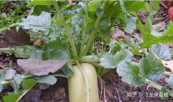 白罗种植方法_白罗人的种植技术_种植白萝卜的方法和步骤
