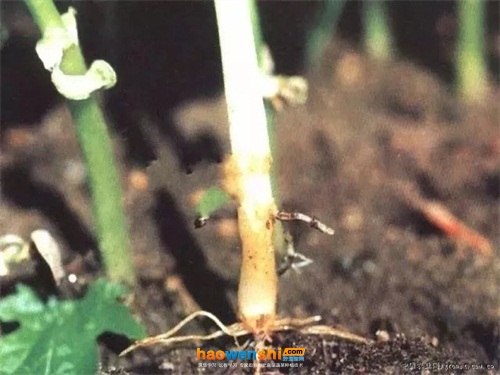 苦瓜立枯病