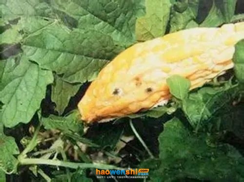 苦瓜菌核病