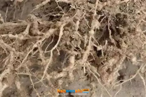 苦瓜根结线虫病