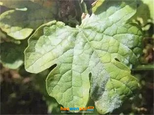 苦瓜白粉病