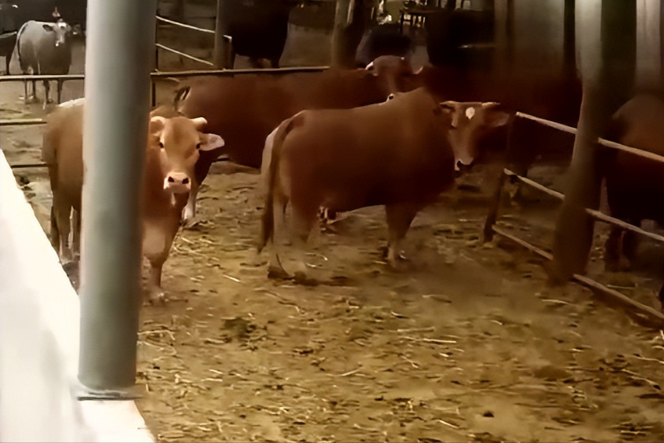 致富养殖肉牛创业项目简介_致富养殖肉牛创业方案_致富创业肉牛养殖