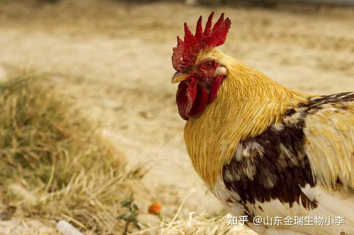 小鸡养殖技术_小鸡养殖技术和方法_小鸡养殖技术和常出现的病症