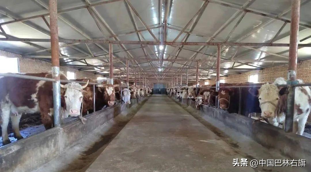 肉牛养殖致富经_致富创业肉牛养殖_农村肉牛养殖创业项目