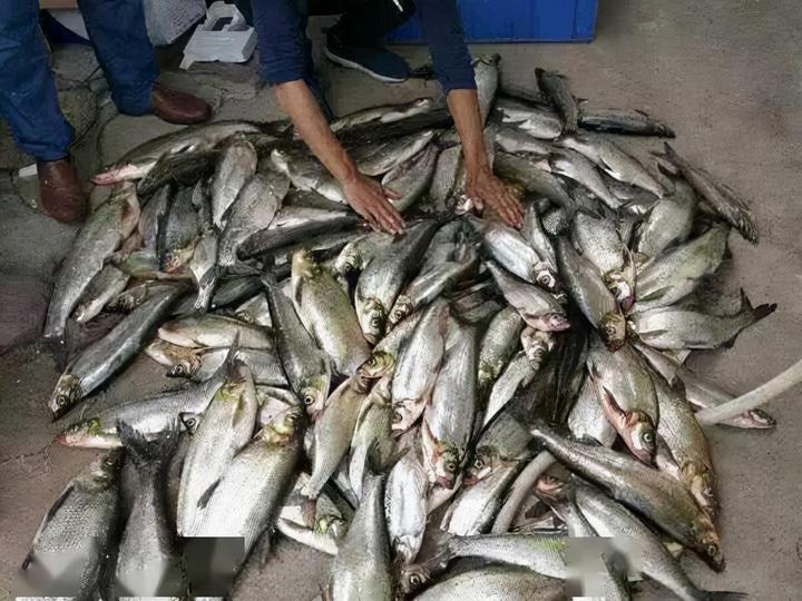 泥鳅养殖致富_致富经大泥鳅_致富经泥鳅养殖视频全集