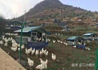 小鸡养殖技术和方法_小鸡养殖技术视频鸡蛋_小鸡养殖技术
