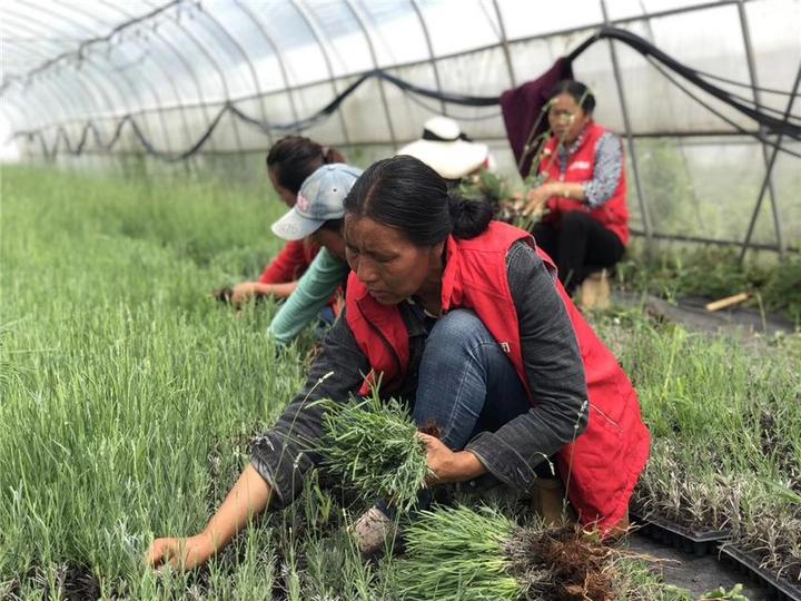 粤企帮扶贵州赫章“鲜花富民”路子越走越宽