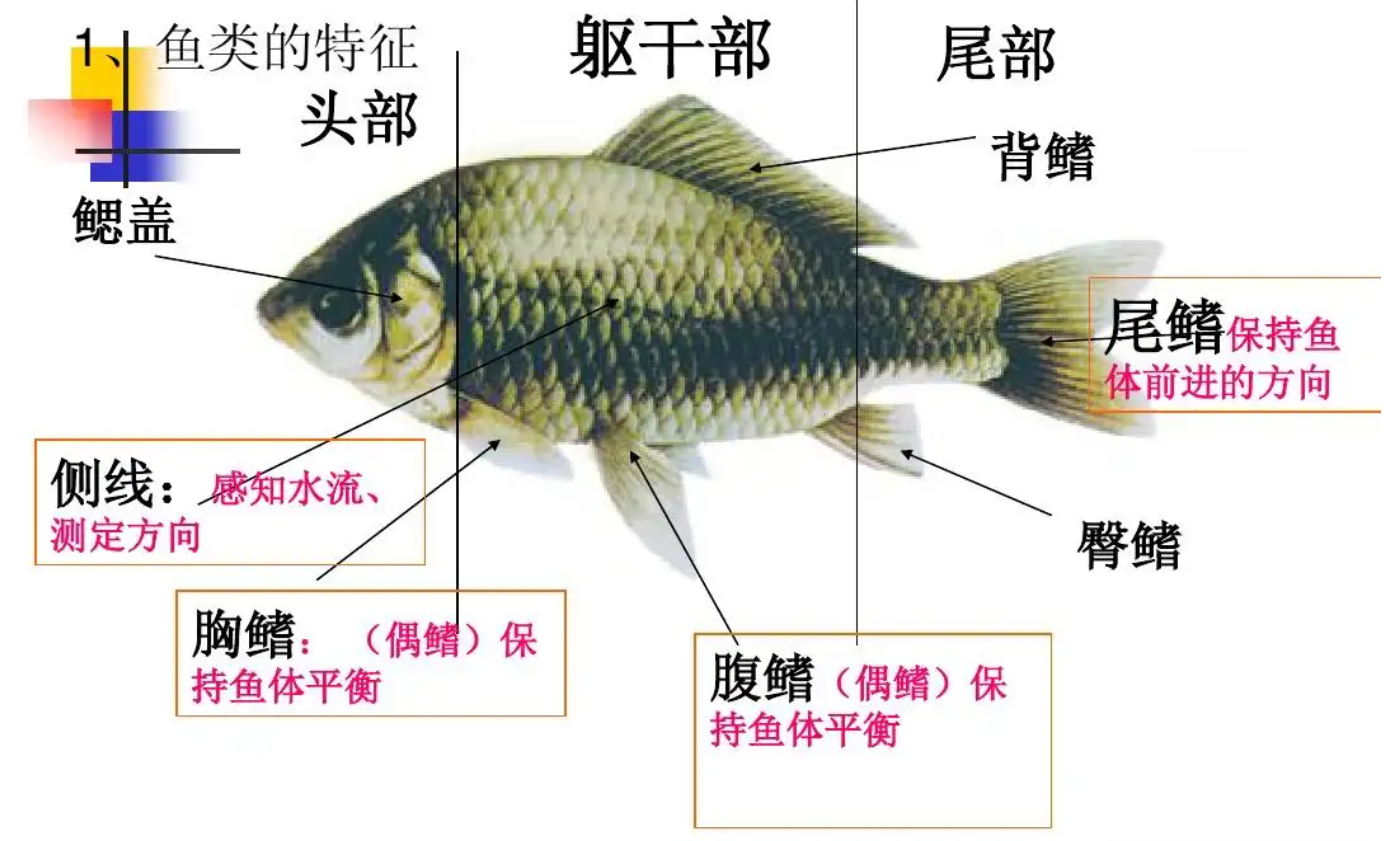 攀鲈养殖技术视频_攀鲈养殖周期_致富经攀鲈鱼养殖视频