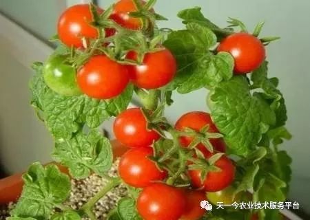 盆栽小番茄种植技术