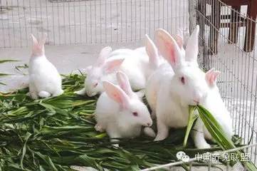 兔粪养猪方法和兔粪的作用