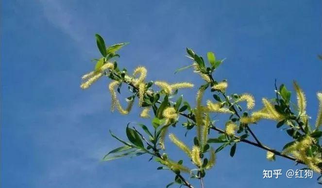种植茶树赚钱吗_种植什么茶树致富_种植茶树的效益怎么样