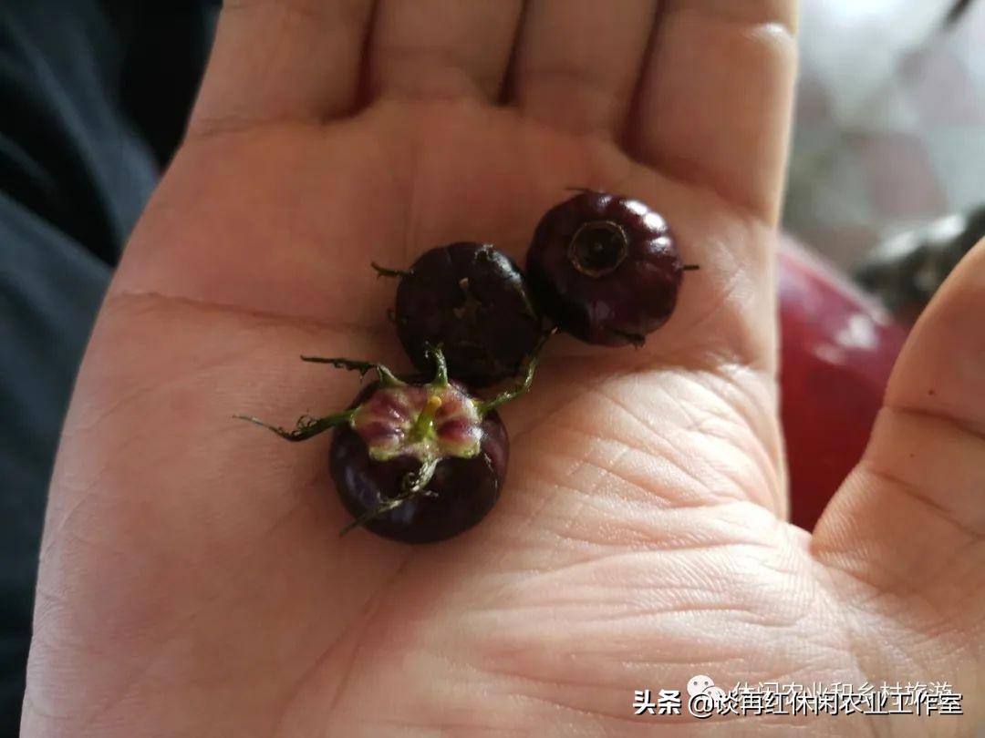 听说过“红果参”水果名吗？亩产二千斤每斤售价一百元
