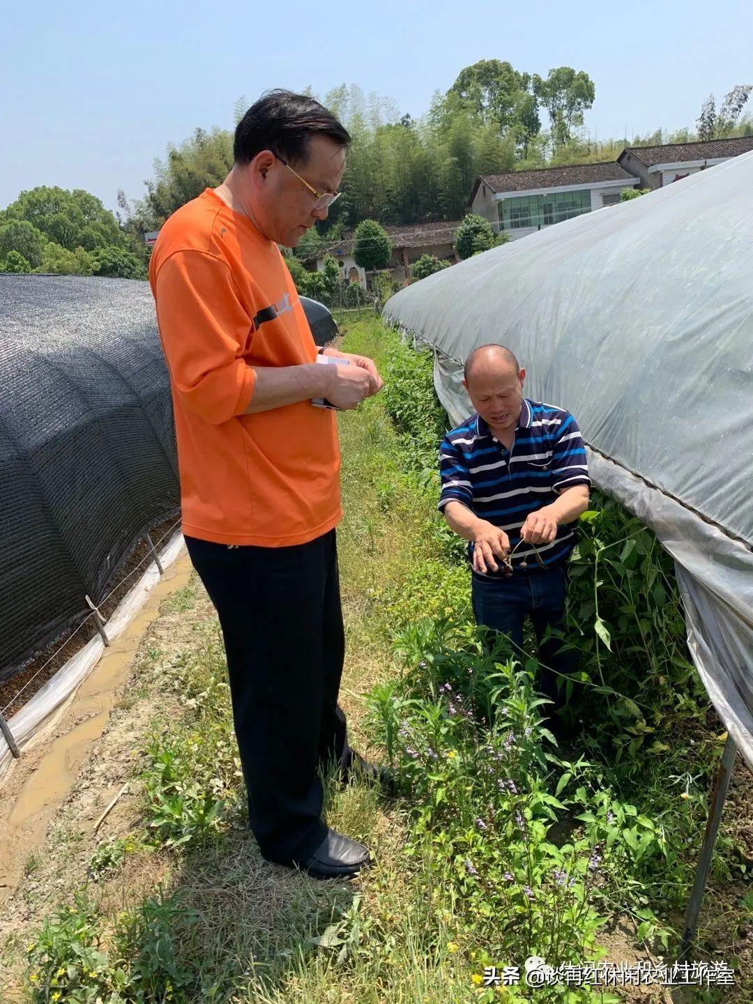 农村种植致富野果_致富种植农村野果的句子_致富种植农村野果图片