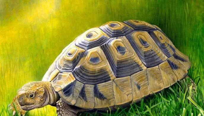 爬宠：面包虫应该怎么养，小小的虫子还有很大的门道