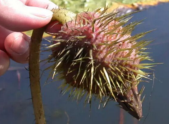 农村种植致富野果_致富种植农村野果视频_致富种植农村野果图片