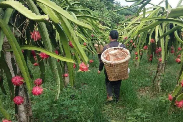 火龙果铺就“红火”致富路