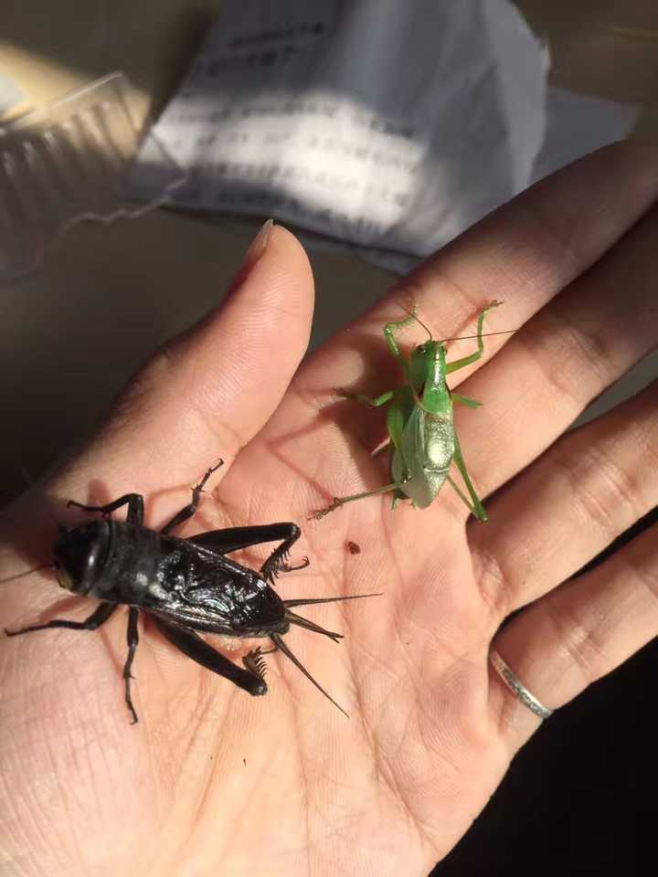 豆虫养殖一亩地成本和收益_豆虫养殖赚钱吗_致富经种豆养虫一棚三赚