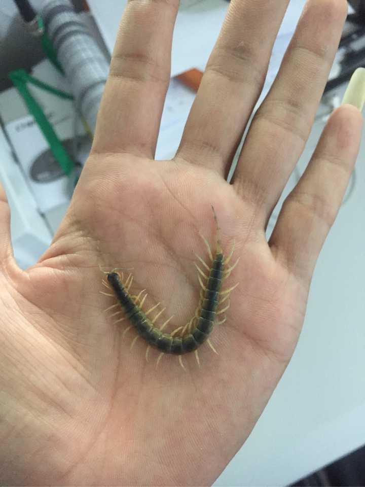 豆虫养殖赚钱吗_豆虫养殖一亩地成本和收益_致富经种豆养虫一棚三赚