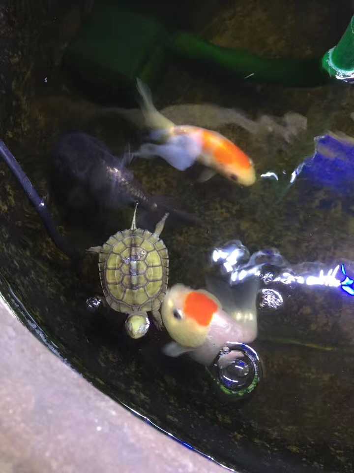豆虫养殖赚钱吗_致富经种豆养虫一棚三赚_豆虫养殖一亩地成本和收益