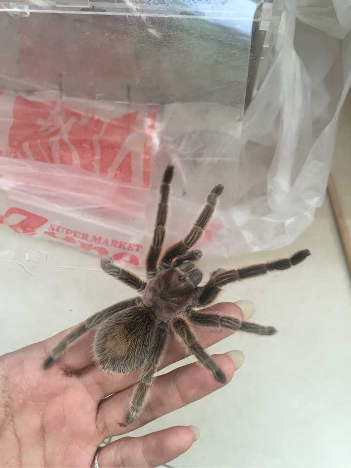 致富经种豆养虫一棚三赚_豆虫养殖一亩地成本和收益_豆虫养殖赚钱吗