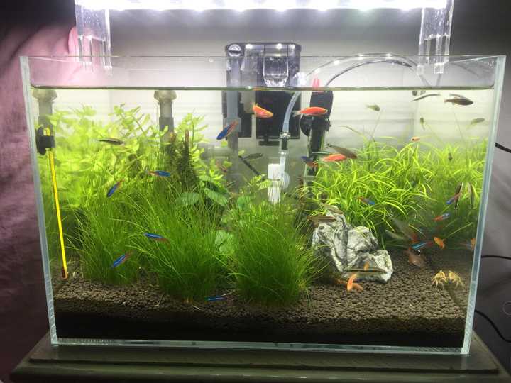 豆虫养殖赚钱吗_豆虫养殖一亩地成本和收益_致富经种豆养虫一棚三赚