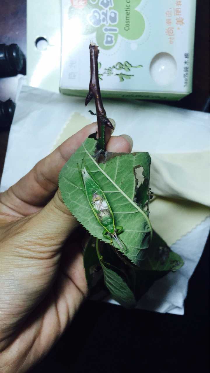 豆虫养殖赚钱吗_豆虫养殖一亩地成本和收益_致富经种豆养虫一棚三赚
