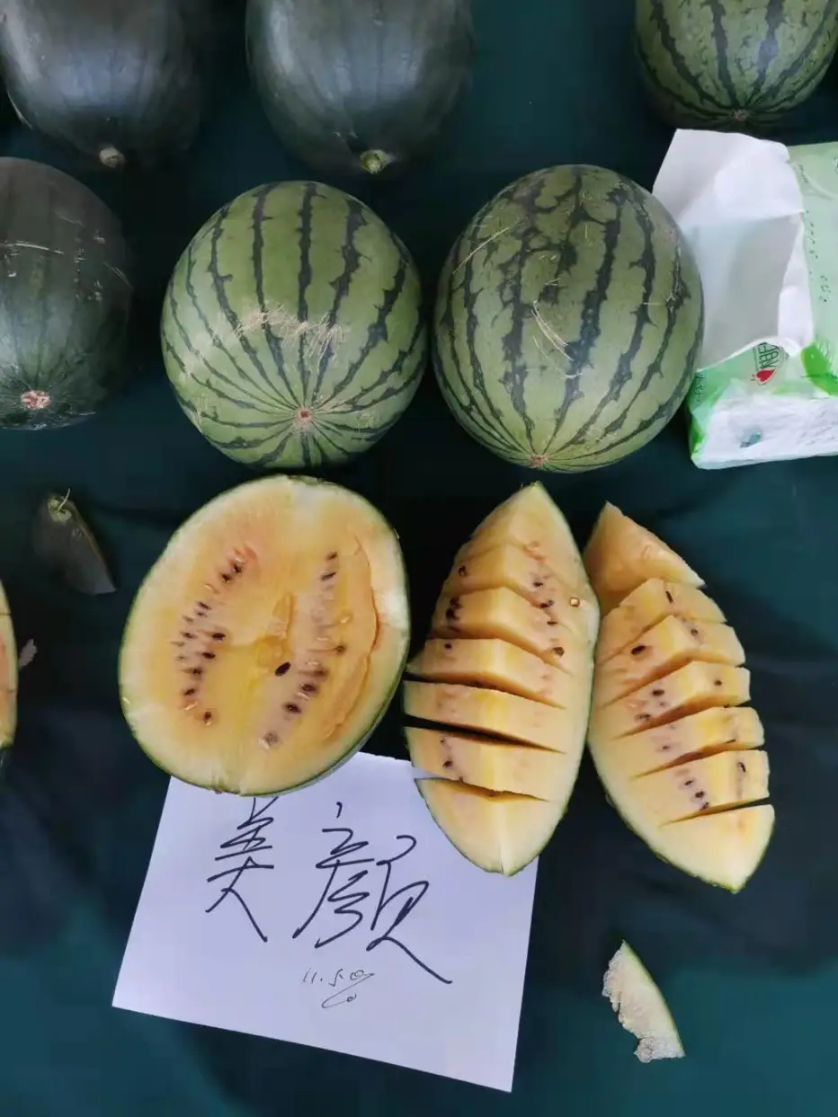 农业种植致富项目西瓜_致富经西瓜种植视频_西瓜种植致富模型