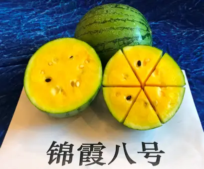 农业种植致富项目西瓜_西瓜种植致富模型_致富经西瓜种植视频