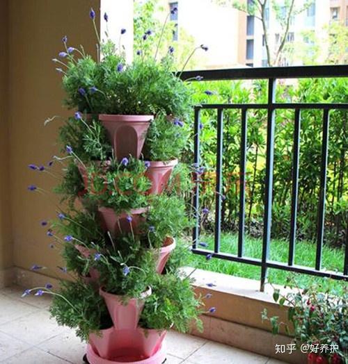 立体种植业_致富经立体种植_立体种植案例