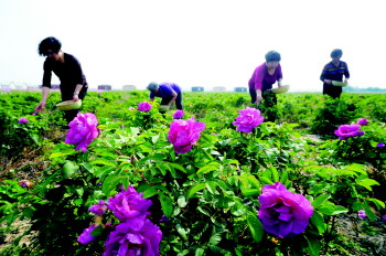 农村种植药材致富项目_种植致富药材农业项目有哪些_农业种植致富项目种植什么药材