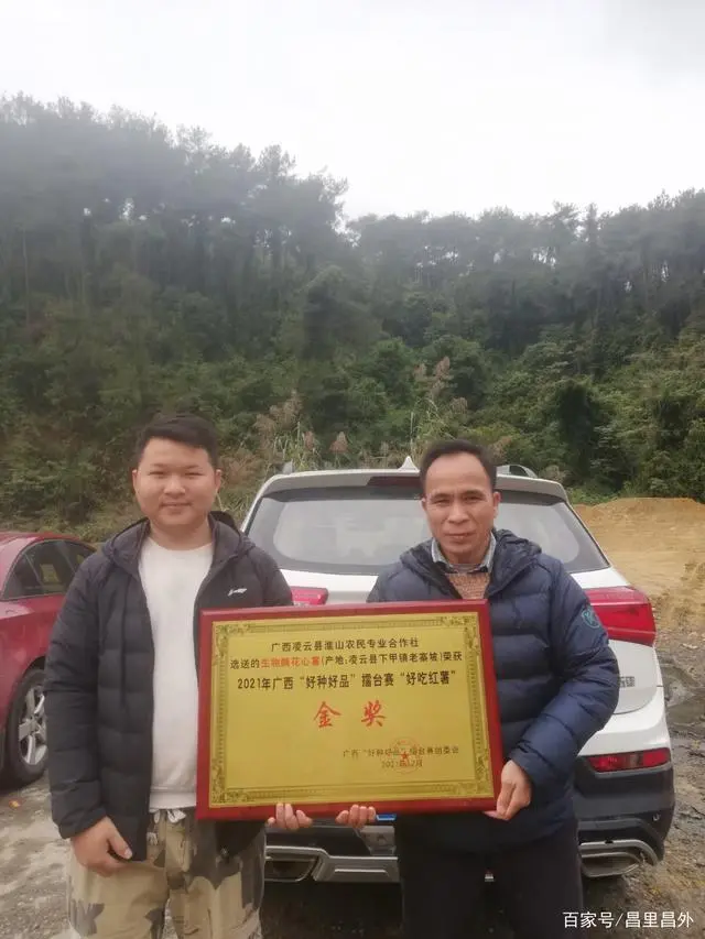广西凌云县红薯种植大户种出金奖，不忘带领父老乡亲共同致富