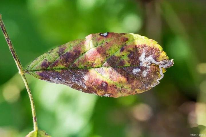 西瓜致富经_西瓜种植致富模型_致富经西瓜种植视频