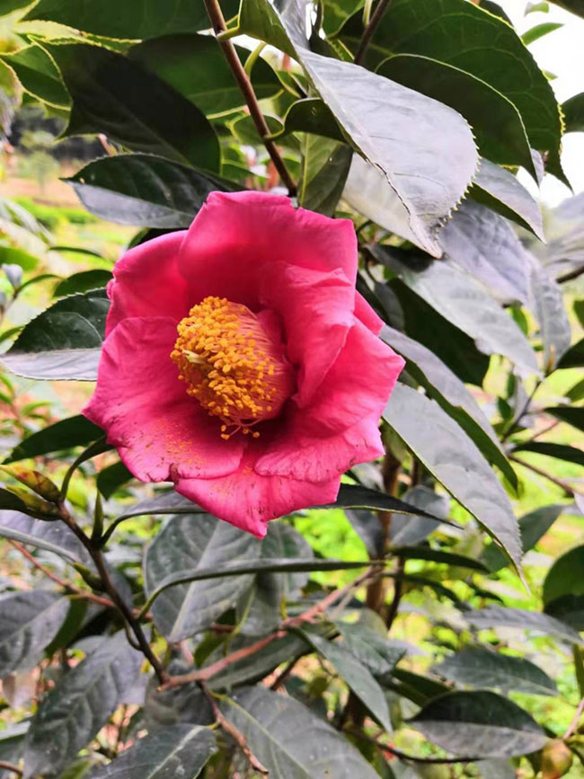 油茶树可以嫁接吗?油茶嫁接技术方法