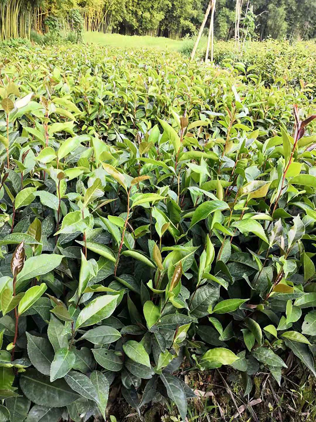 油茶树可以嫁接吗?油茶嫁接技术方法