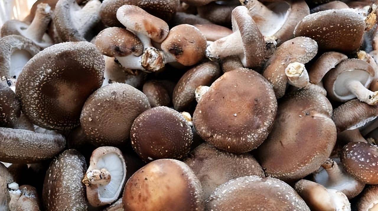 致富香菇种植方法视频_香菇种植致富方法_致富香菇种植方法图解