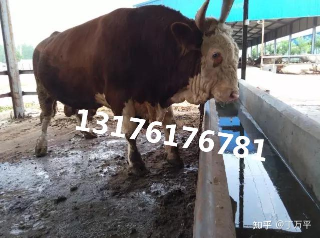 种公牛养殖技术_种公牛饲养管理技术规范_种公牛怎么养温驯