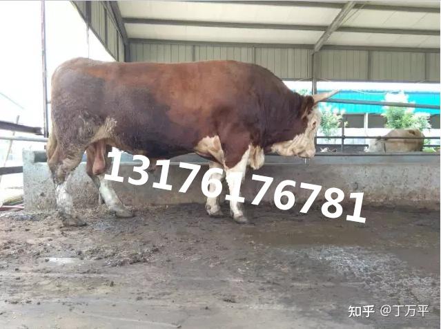 种公牛饲养管理技术规范_种公牛养殖技术_种公牛怎么养温驯