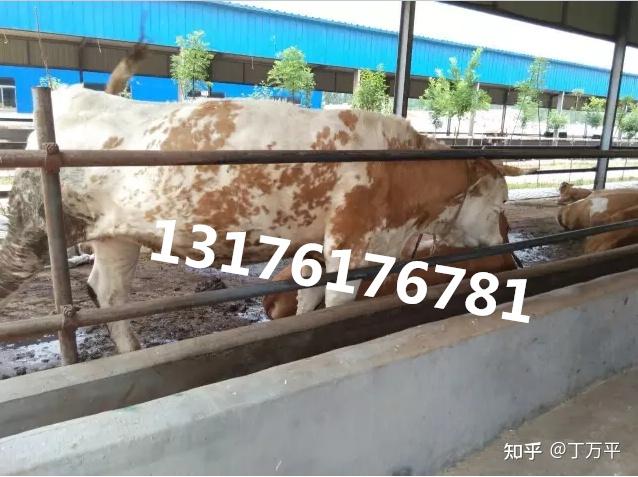种公牛怎么养温驯_种公牛养殖技术_种公牛饲养管理技术规范