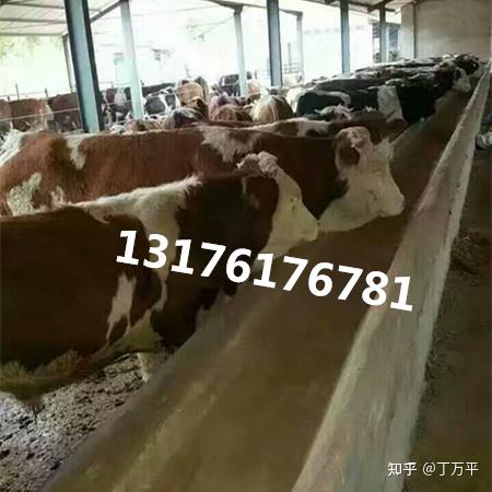 种公牛怎么养温驯_种公牛饲养管理技术规范_种公牛养殖技术
