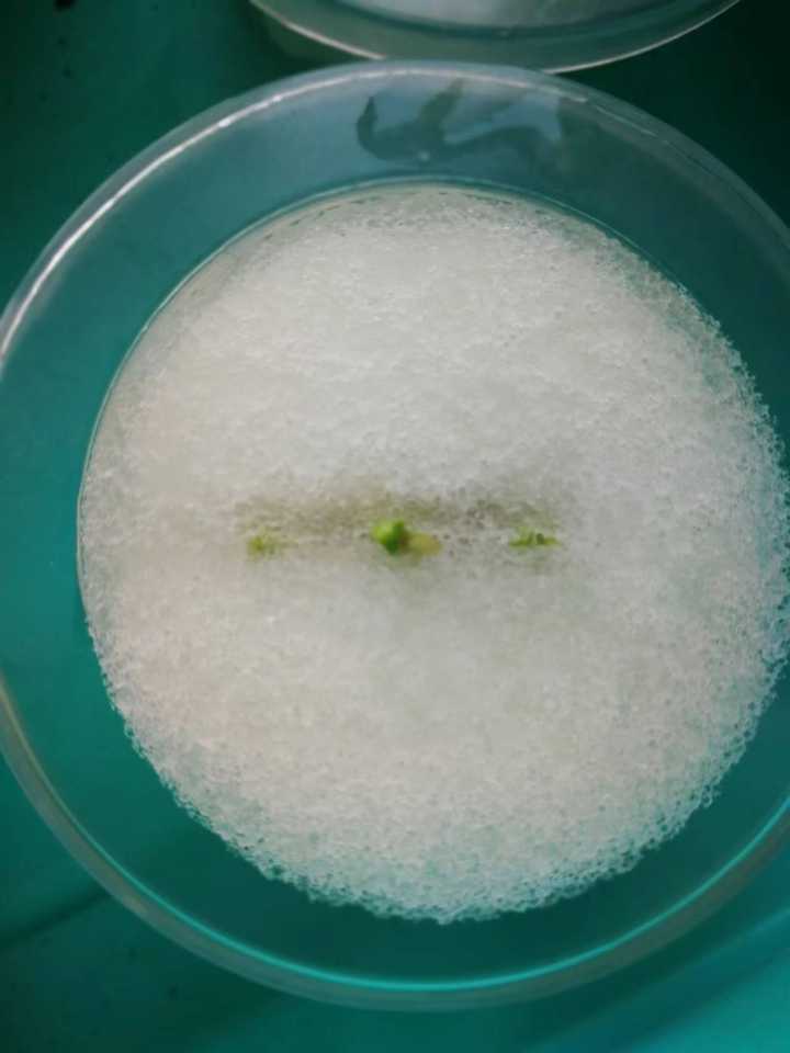 致富经种植香椿视频_视频致富种植香椿是真的吗_每日农经香椿种植视频