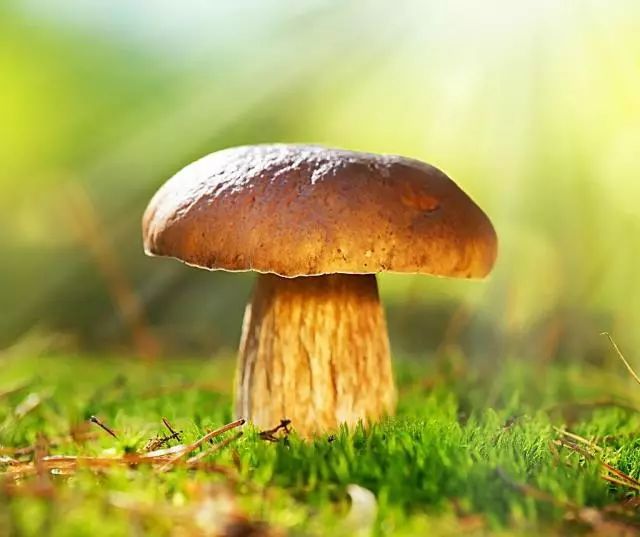 致富香菇种植方法视频_香菇种植致富方法_香菇致富经