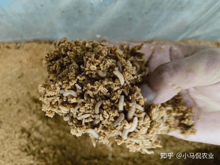致富经玉米叶子_玉米叶子多少钱一斤_致富玉米叶子图片