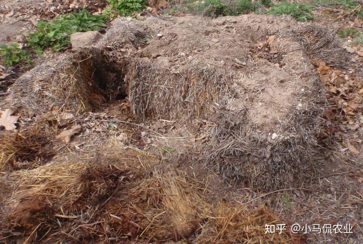 致富玉米叶子图片_致富经玉米叶子_玉米叶子多少钱一斤