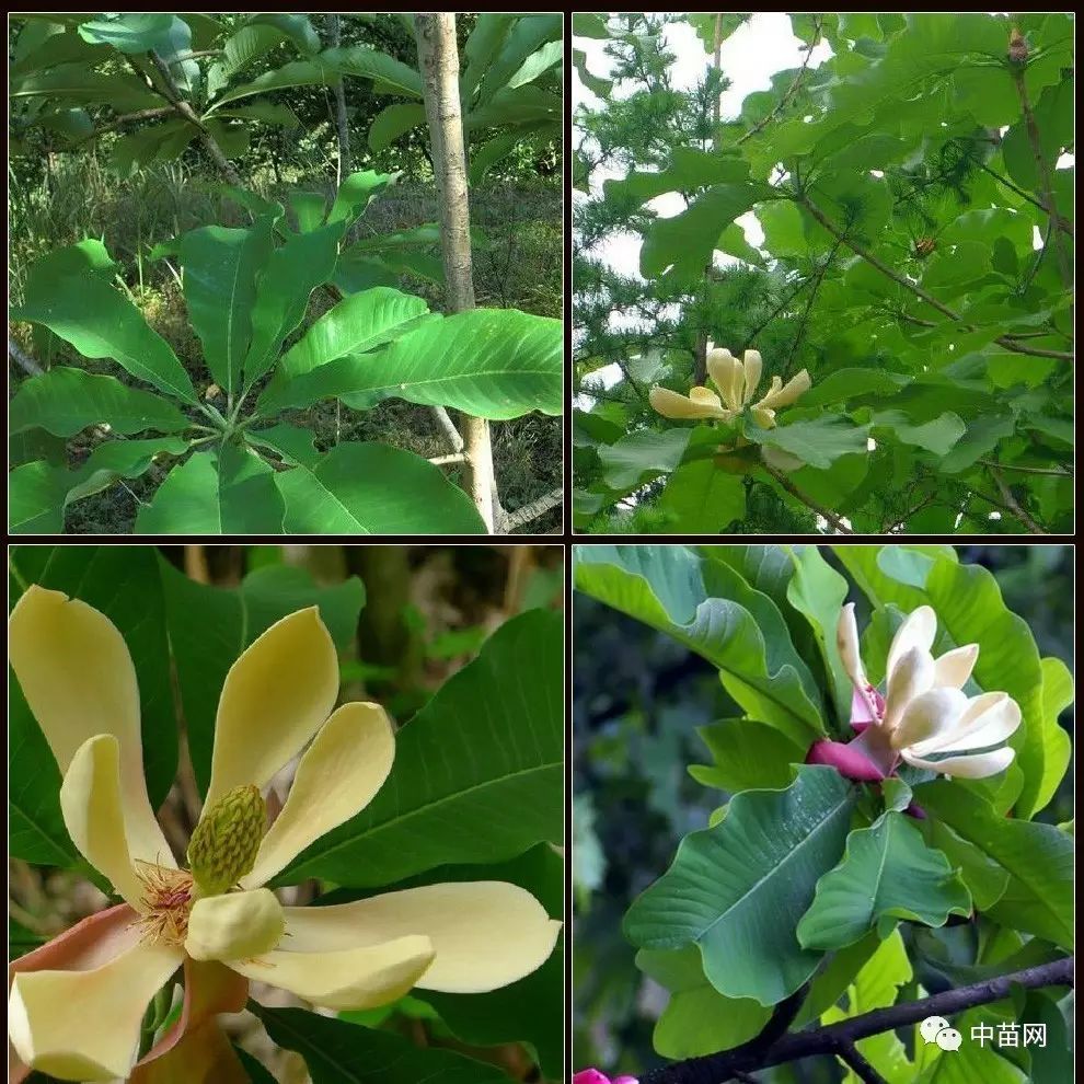 农村致富种植好项目_农村致富项目种植业_农村致富种植项目大全