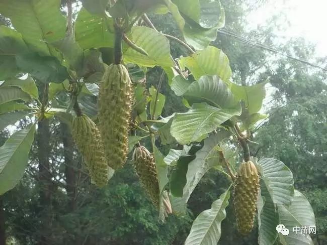 农村致富种植项目大全_农村致富项目种植业_农村致富种植好项目
