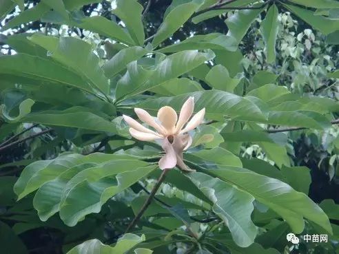 农村致富种植好项目_农村致富项目种植业_农村致富种植项目大全