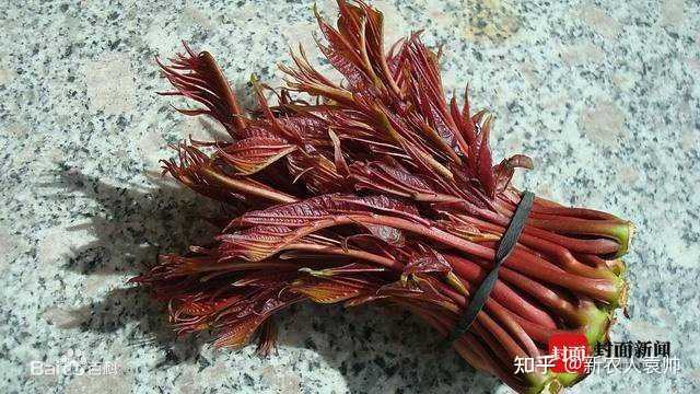 种植香椿赚钱吗_致富经种植香椿视频_每日农经香椿种植视频