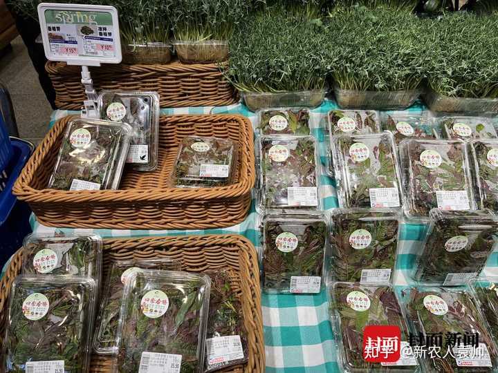 致富经种植香椿视频_种植香椿赚钱吗_每日农经香椿种植视频