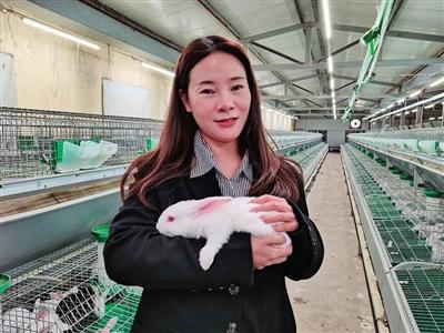 银川有个90后“兔倌”，留学回国养兔子，年销肉兔百万只