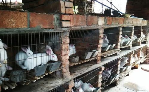 致富经散养肉兔子视频_肉兔散养成功致富经_致富经肉兔养殖视频